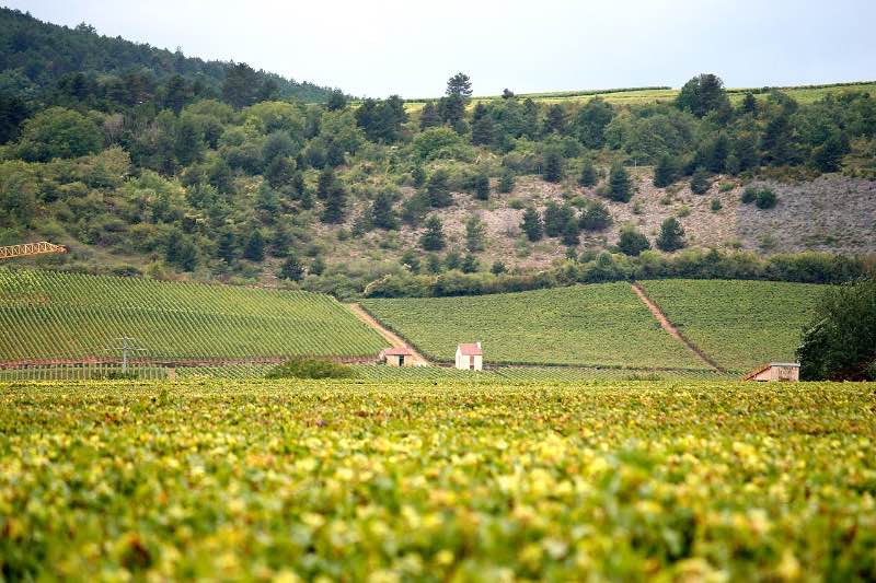 Burgundy, France wine region