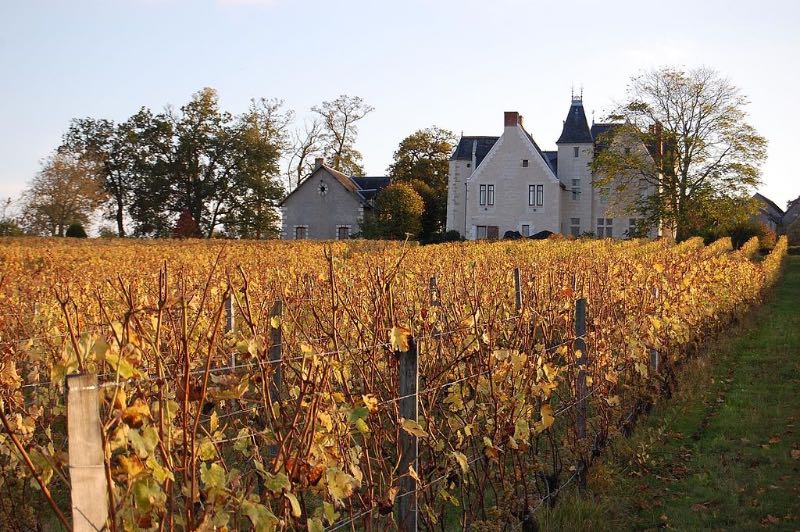 Touraine vineyards in mid-October in the French wine region of the Loire Valley