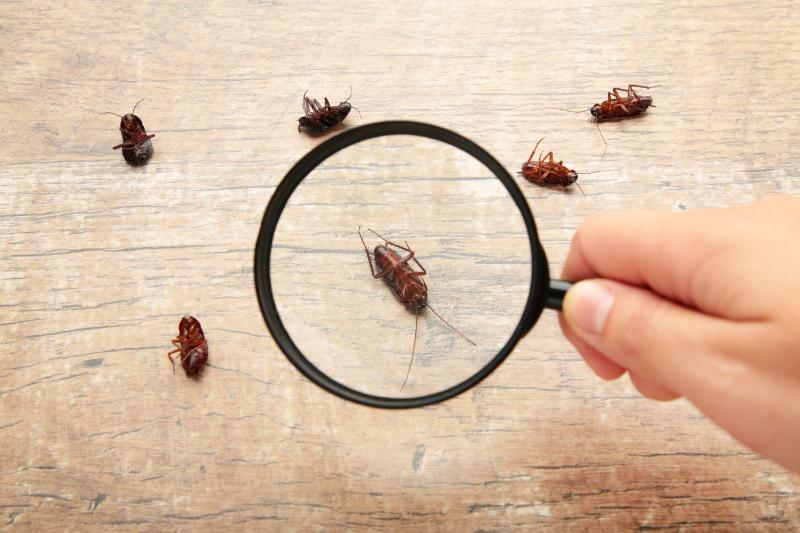 Dead cockroaches on floor zooming by magnifying glass