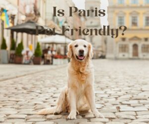 Is Paris pet-friendly?